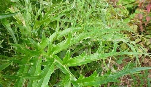 刺菜(学名:刺儿菜),刺儿菜是小蓟草的别称.