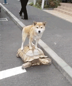 搞笑gif段子这是要干什么