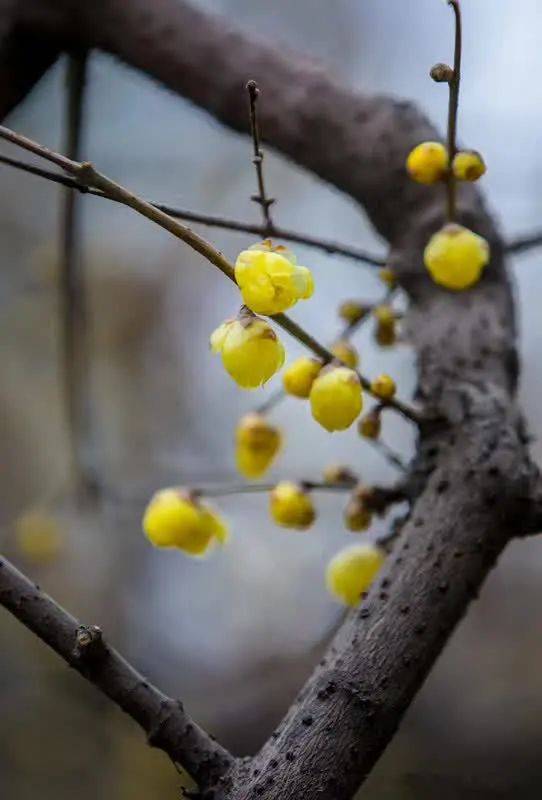 又是一年蜡梅季,济南这些地方已经美得不像话!_公园