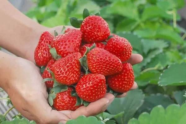 草莓品种排名前十奶油草莓第二第八是日本草莓之王