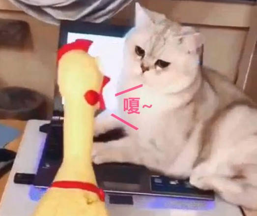 網友買了個尖叫雞逗貓咪玩，可是結局卻讓他心塞不已！ 萌趣萌寵 第2张