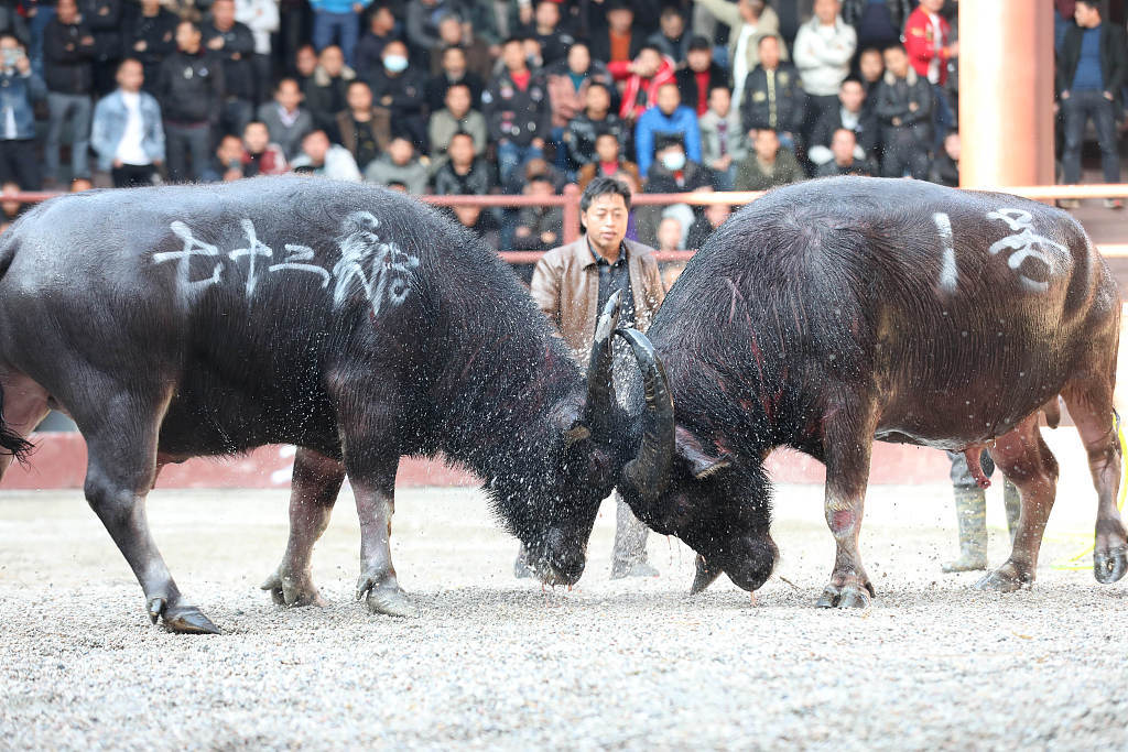 广西柳州三江侗族自治县举办元旦牛王争霸赛