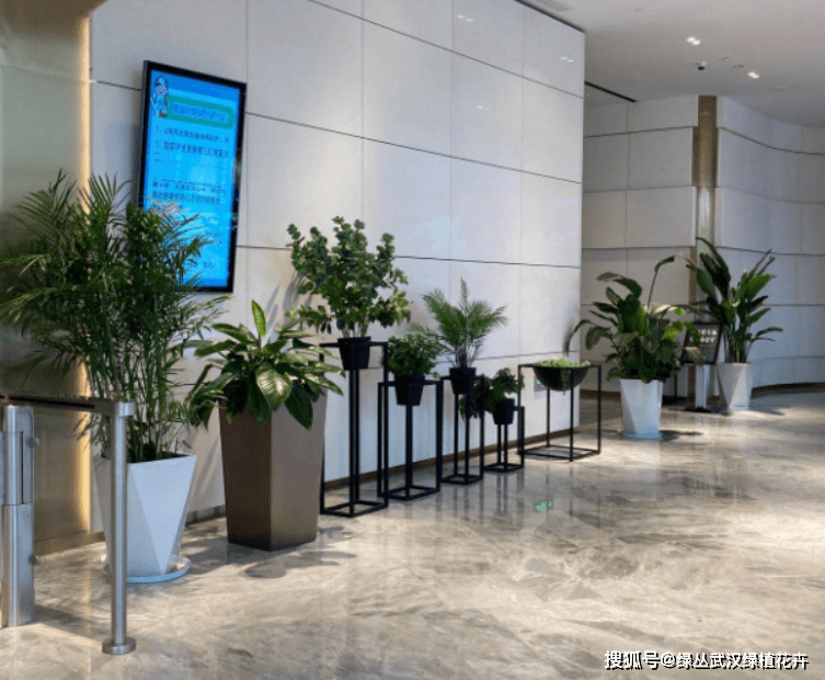 选择绿植租赁在走廊适合摆放什么植物呢