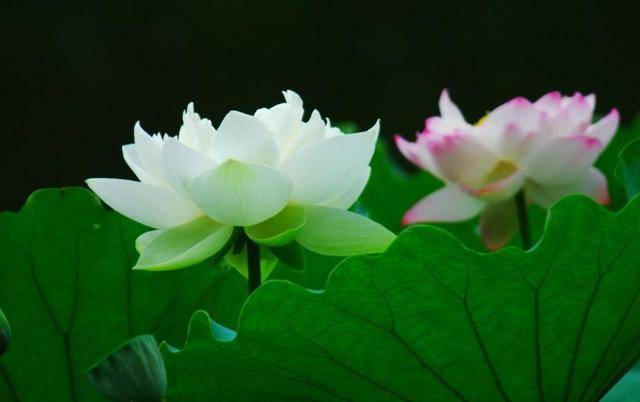 生肖属鼠