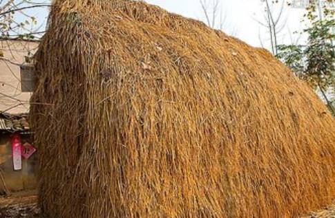 草什么门成语_草什么花什么成语