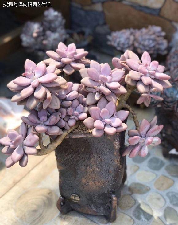 多肉怎么养出悬崖桩?选对花盆,选对品种,1年养成悬崖老桩