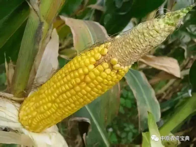如何种植玉米种子 44af7890efd24f1883a6146919aa0a8b.jpeg