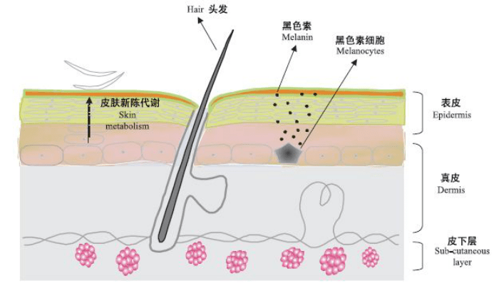 为了美白而对抗的黑色素你了解吗?