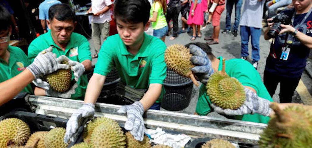 马来西亚举行榴莲节场面火爆 游客们20分钟吃掉百斤榴莲