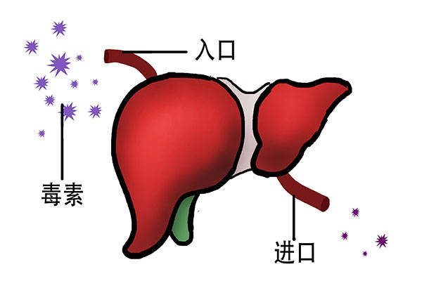 原创经常夜里睡不着是肝脏受了什么影响如何保护肝脏