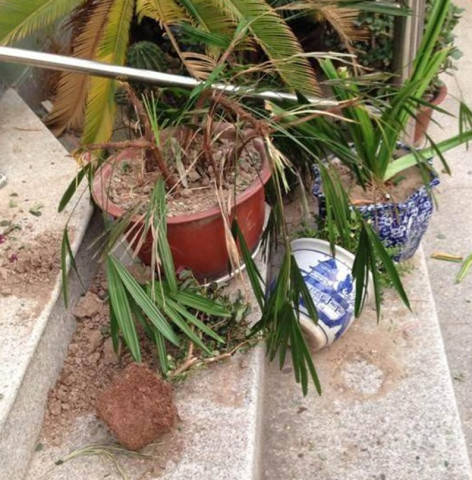 幫朋友照顧二哈不久，就打電話一通訴苦，直呼再也忍受不了 萌趣萌寵 第4张