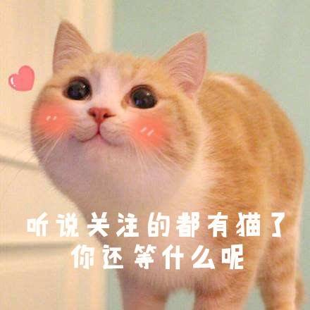 同步猫,猫咪动作相似率高达99%,在一起久了连姿势都变一样了