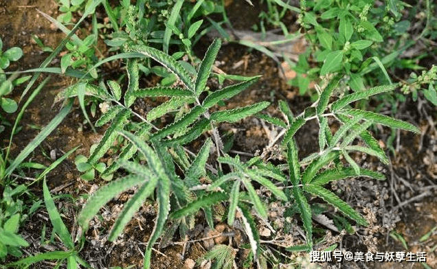 翻白草能降糖吗 来自搜狐网