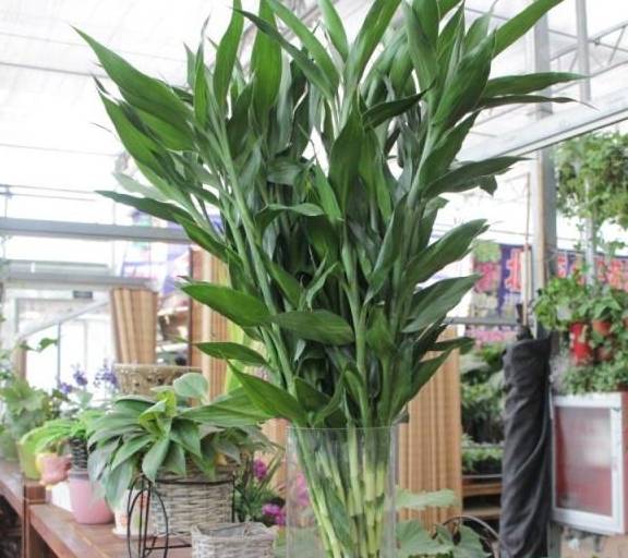 富贵竹几个品种 456f2dead8fa45918782fb6b649a7936.jpeg