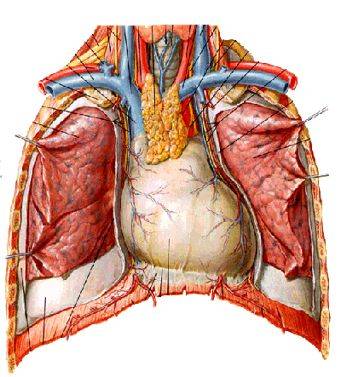 包括的结构:心包,心脏,大血管,气管,食管,胸导管,神经,胸腺,淋巴结等