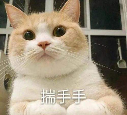 猫咪揣手只是因为冷吗其实在对你暗示这些事