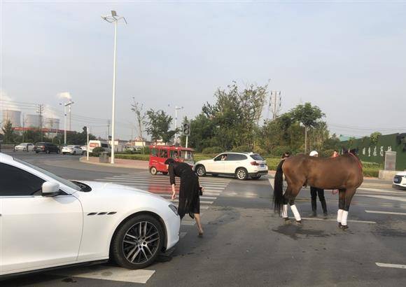 什么车骏马成语_骏马是什么豪车(3)