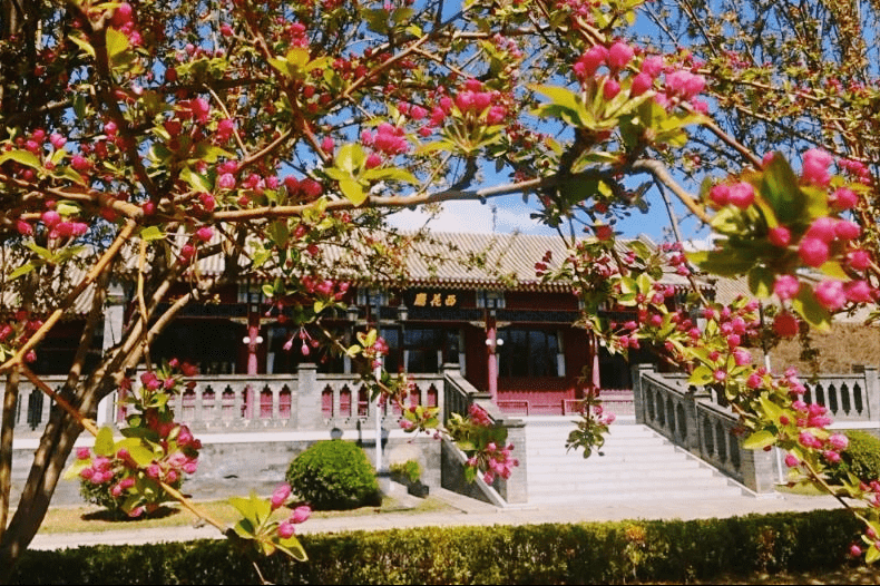 散文从西花厅海棠花忆起邓颖超最深的追思爱情最美的展现