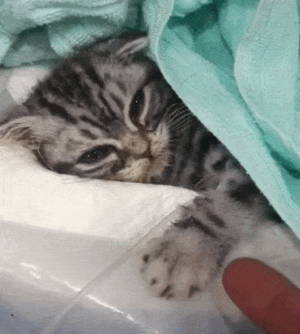 原创猫咪躺在病床上奄奄一息不断伸爪向医生求救可怜的样子看得众人