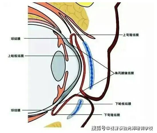 【验光师科普】只有认识眼球,才能更好的保护视力