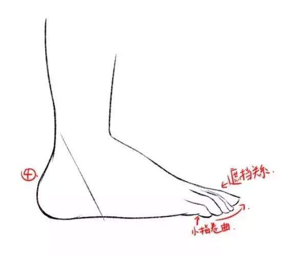 板绘|人物脚部结构参考绘画