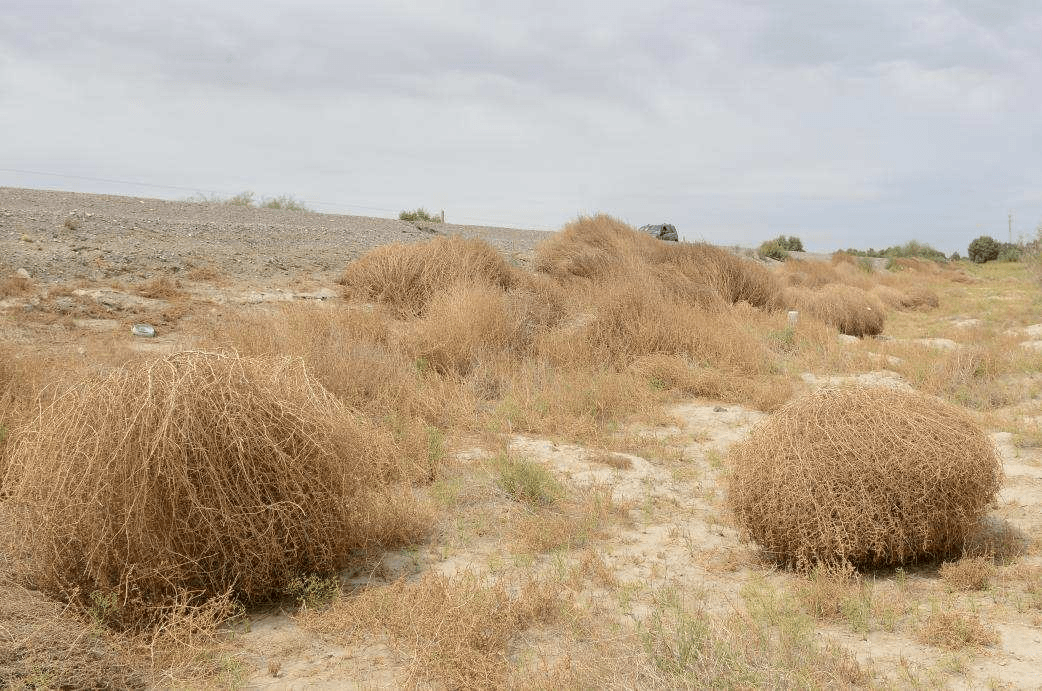 风滚草并不是美国本土植物,而是一种入侵物种.