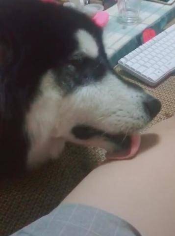 狗狗不停的舔大腿，酥酥麻麻，懷疑這腿剛從肉湯里泡出來！ 萌趣萌寵 第3张
