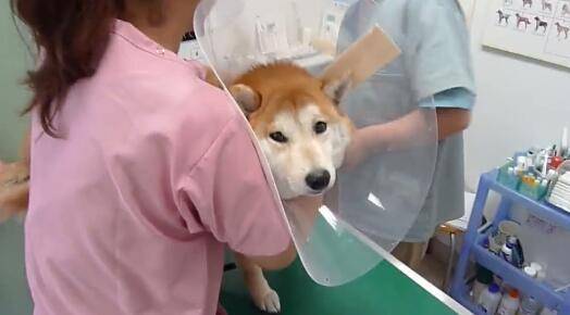 柴犬去做檢查，三個醫生按不住，美女護士已崩潰！ 萌趣萌寵 第1张