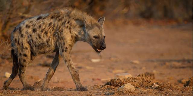 惹人讨厌的非洲斑鬣狗其实是移动的钙片机能吃肉会产钙
