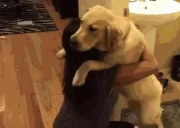 金毛狗狗玩拆家，女主人正想教訓它，金毛狗狗立馬使出殺手鐧！ 萌趣萌寵 第4张