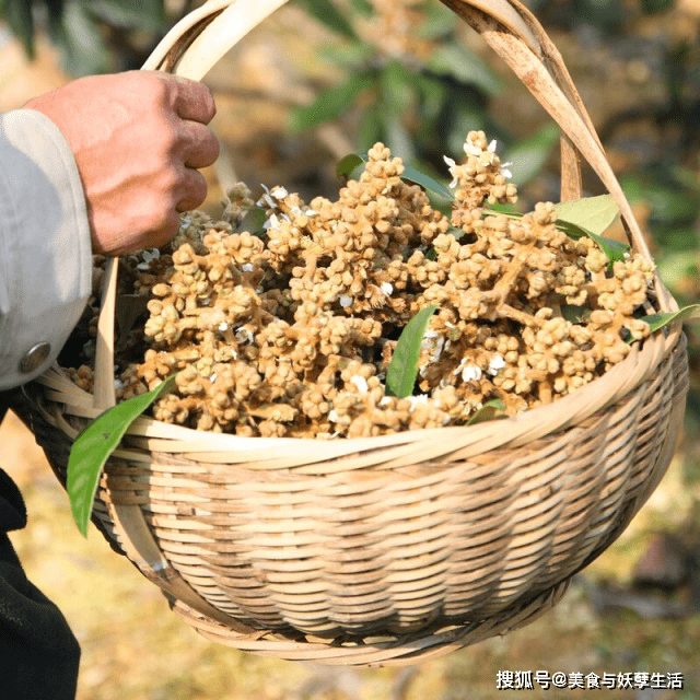 怎么晒干枇杷花好 f689819940a642d9b34595a067640820.png