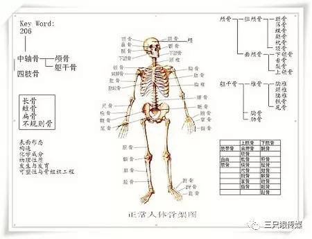 人体结构面面观