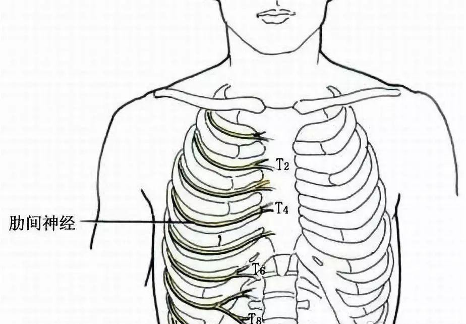 如果长期坐姿等用力不当,会导致左右胸廓的不对称,胸壁两边的肌肉受