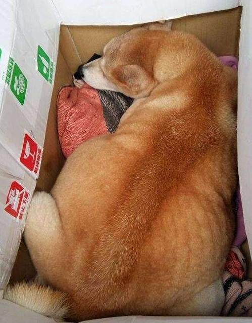 流浪柴犬肚子大得像懷孕 女孩帶到醫院檢查後 頓時被氣哭了 萌趣萌寵 第1张
