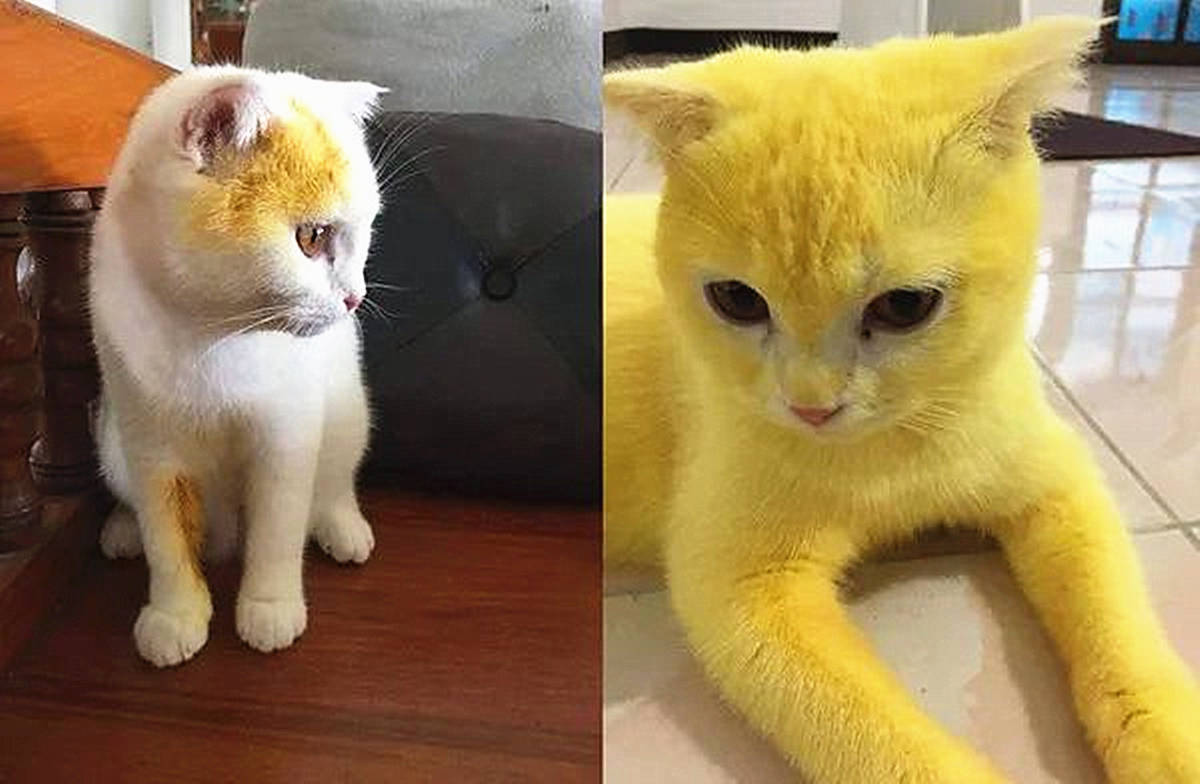 原创猫咪变身皮卡丘,起初以为它被故意染色,了解情况后却忍不住心疼