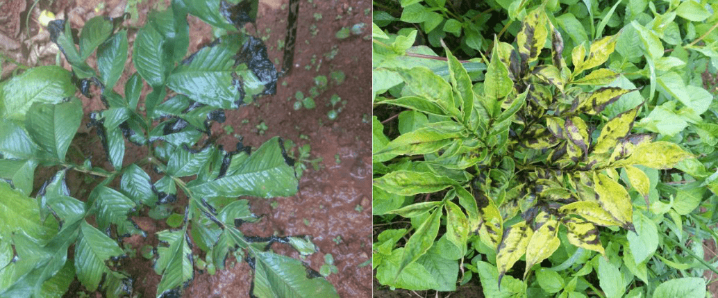 魔芋常见的细菌性病害有细菌性叶枯病和细菌性软腐病,细菌性叶枯病