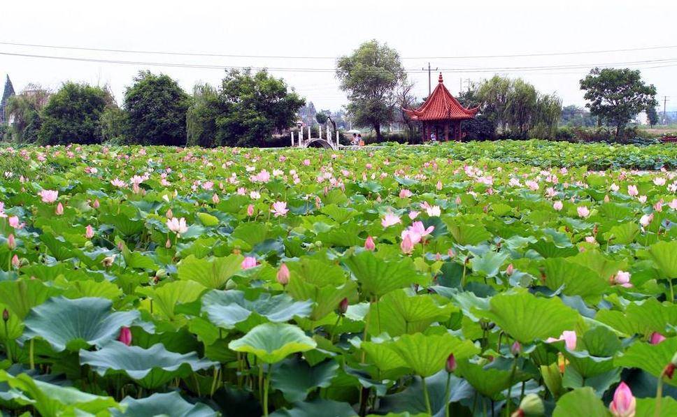 安徽有处水乡美景，门票47媲美西湖，人称芜湖的江南奇观