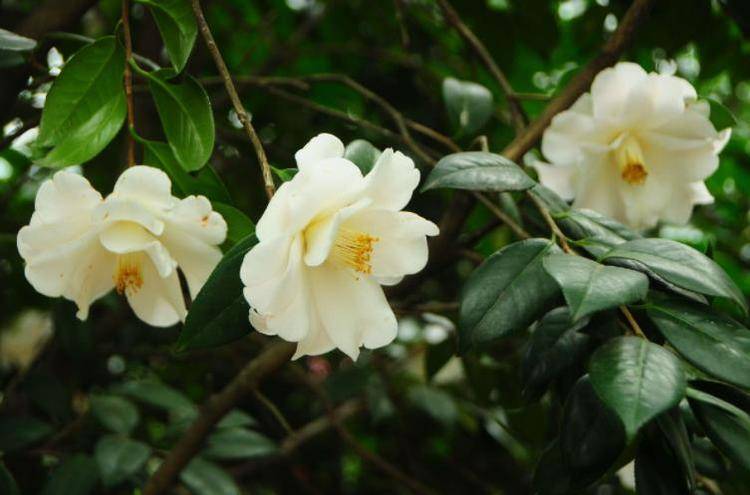 水生木什么意思啊 c13b82598304431bbb258bed5af756dc.jpeg