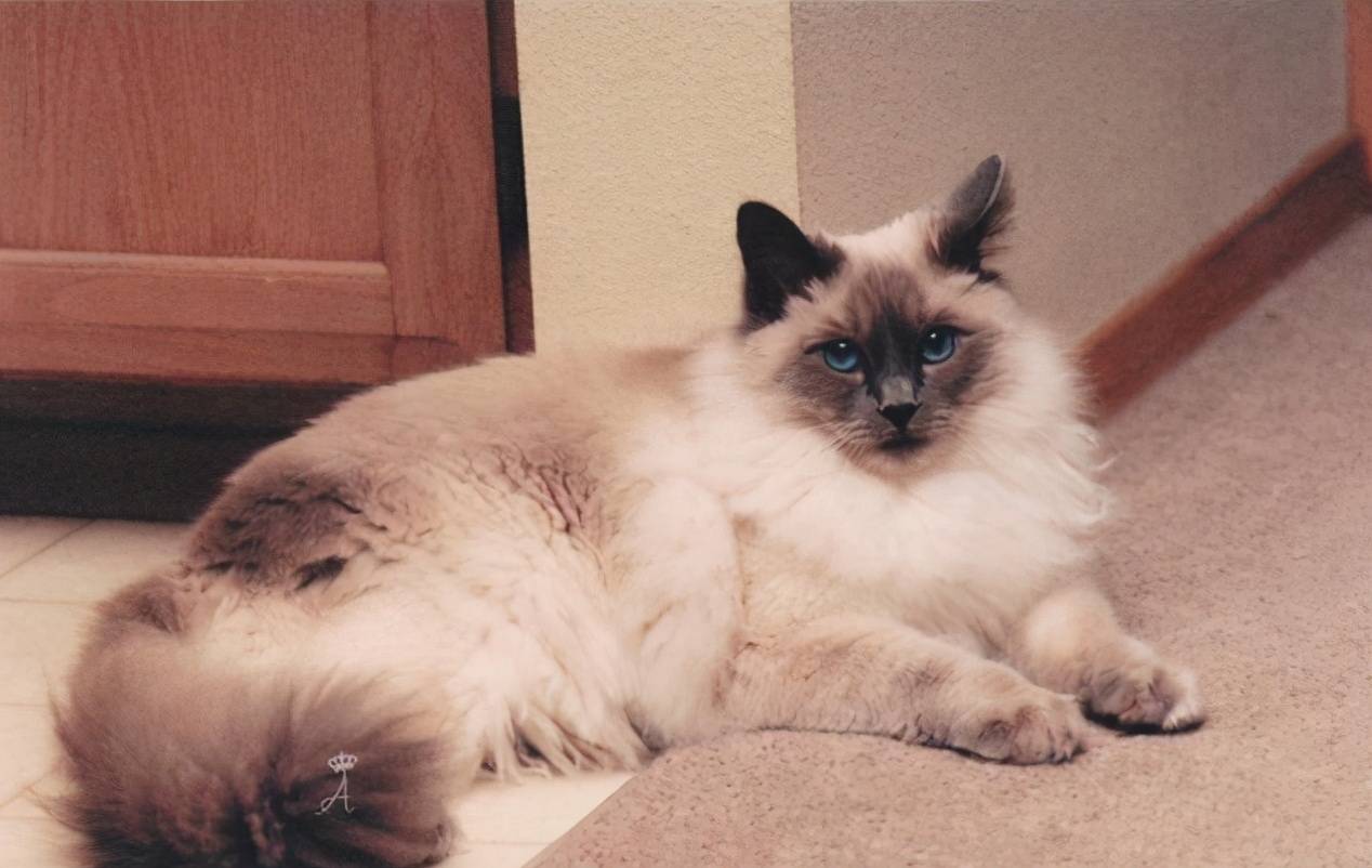 2,东方短毛猫