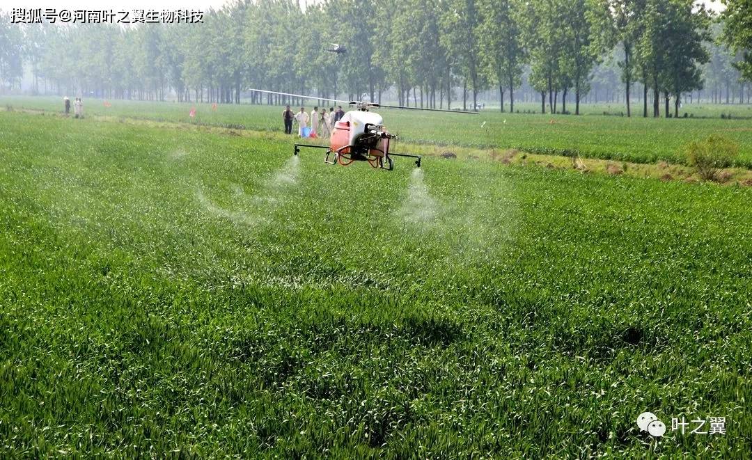 小麦的生长期该如何施肥,返青肥每亩施用多少尿素或者喷施多少禾比克?