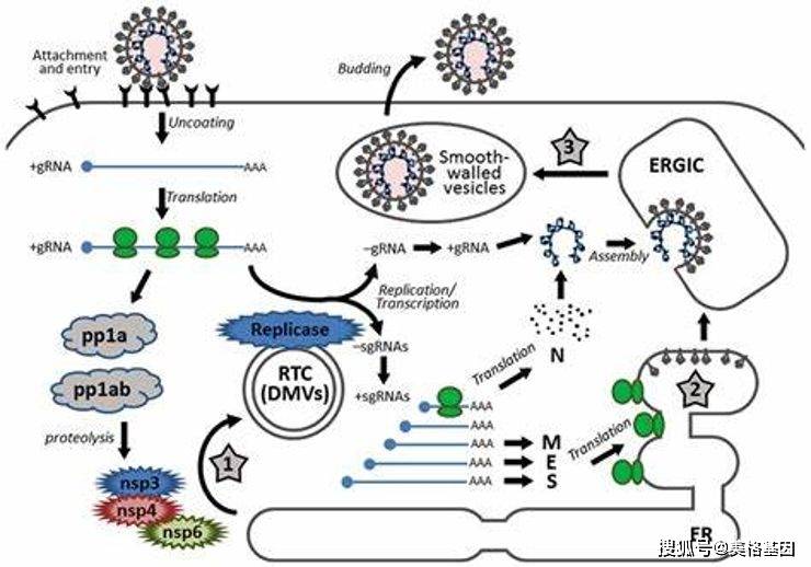 图2 冠状病毒的生活周期您可能还喜欢:研究思路|微生物组 代谢组多组