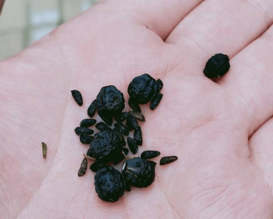 紫茉莉开花会结出黑色的种子,像地雷一样,所以它还有个别名叫地雷花.