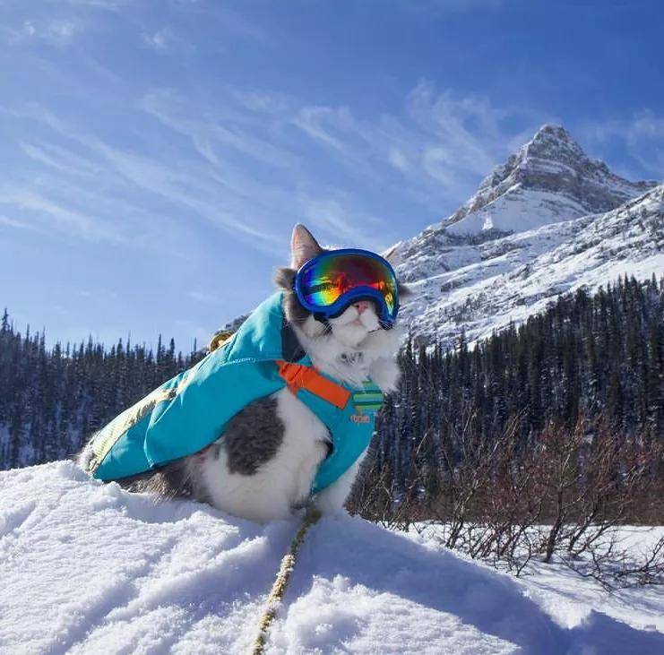 滑雪,溜冰,爬雪山,加拿大的猫冬天都在勇闯天涯?