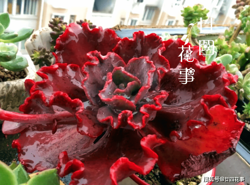 9种红色多肉植物,喜庆又红火,适合春节养,应景!