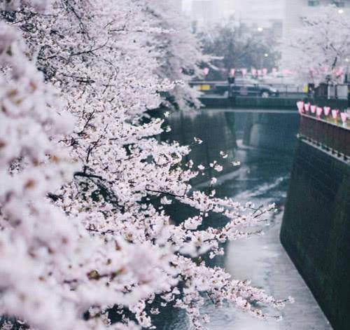 唯美·梦幻·樱花雨背景图:我的爱不多不少,全都给你刚刚好