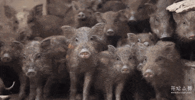 但几年后,野猪们又会卷土重来 野猪的祖先叫完齿猪 体型庞大,奔跑速度