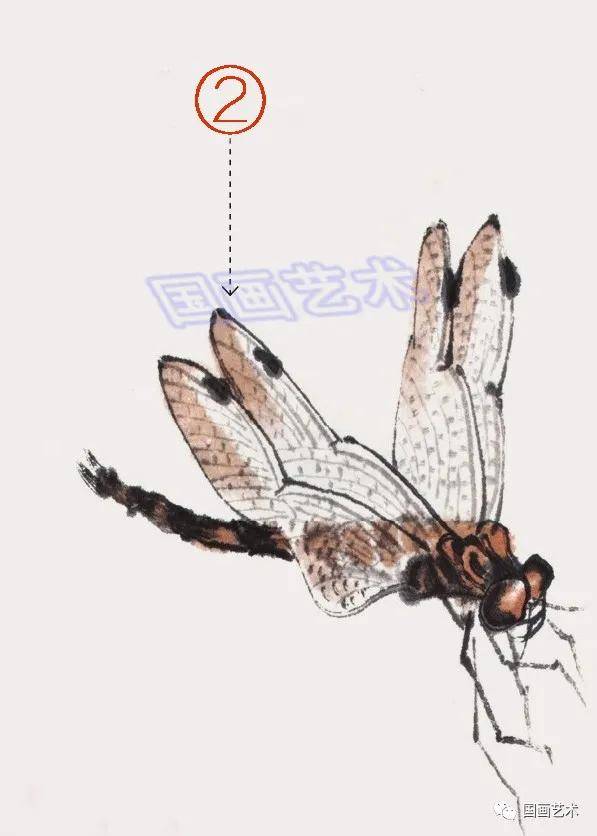 图文教程写意蝴蝶蜻蜓画法范例