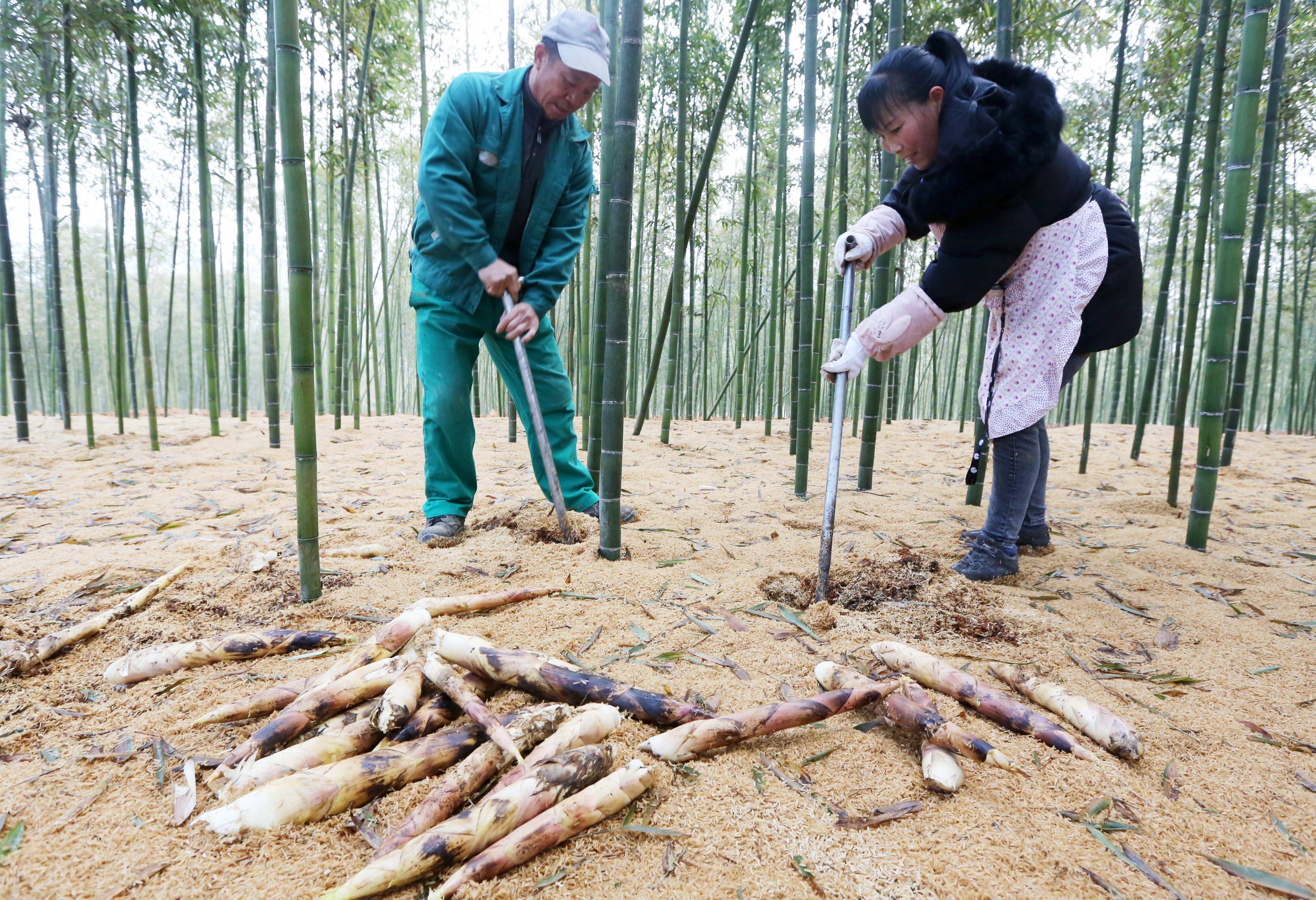 上市大杭州冬日最爱的那一口鲜开市华东地区最大的竹笋交易市场