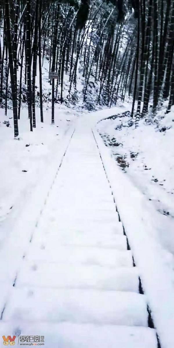 四川蜀南竹海雪景欣赏_竹林