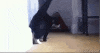 搞笑动图gif:小猫可爱到心碎~爱了爱了 我也想养!